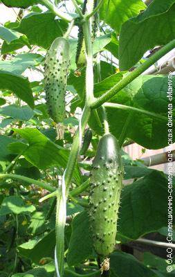 Огурцы зозуля: выращивание в теплице