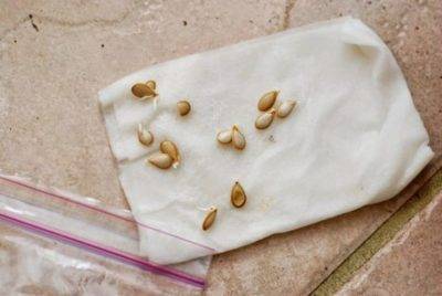 Как правильно замачивать семена перед посадкой – препараты для замачивания