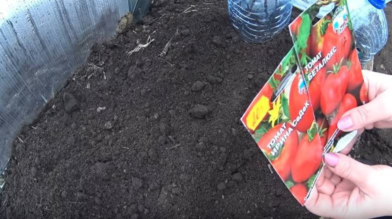 Посадка помидоров в улитку: фото, пошаговая инструкция по методу посева семян томатов, в том числе выращивание при помощи туалетной бумаги и пеленки русский фермер