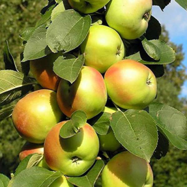 Колоновидные яблони: сорта для урала
