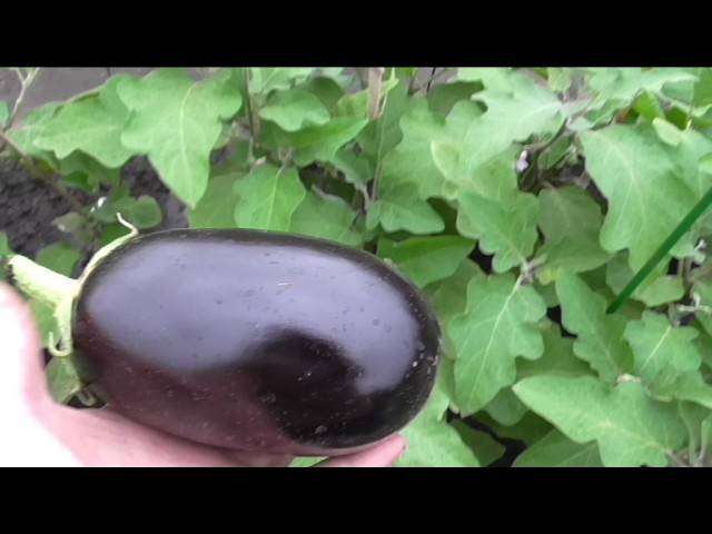 Сорт баклажанов клоринда — описание и особенности выращивания