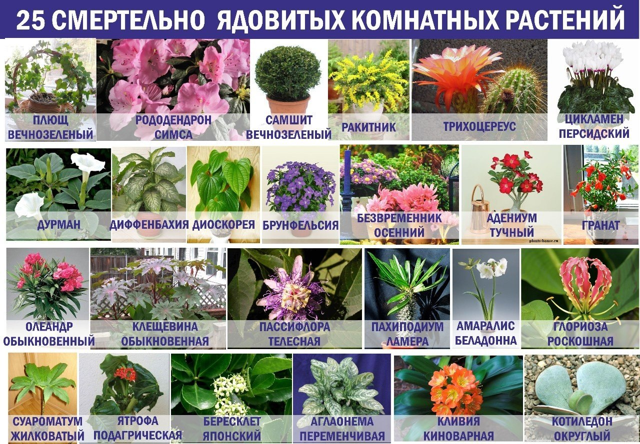 Растения для выращивания дома, все виды красивых популярных комнатных цветов