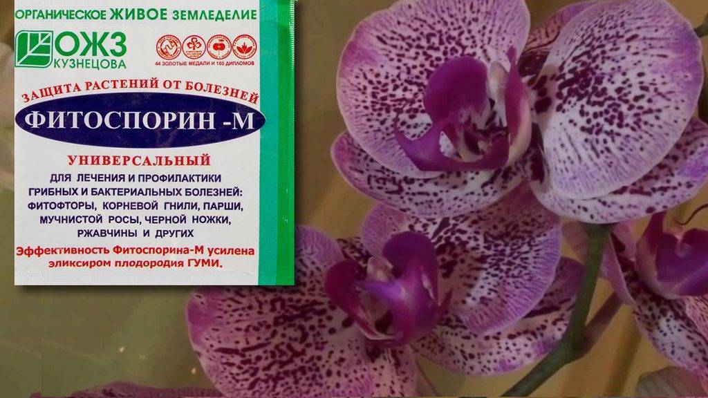 «фитоспорин» для орхидей: как разводить, применять, обрабатывать