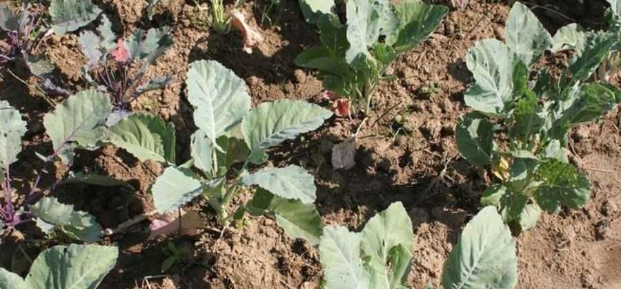 Белокочанная капуста: выращивание рассады из семян, уход за рассадой до посадки в открытый грунт