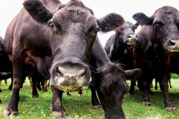 Мясные русские комолые (безрогие) корова и быки: какая это порода крс и сколько дает молока