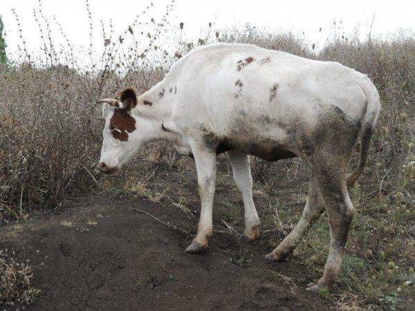 Лечение шишек на теле коровы