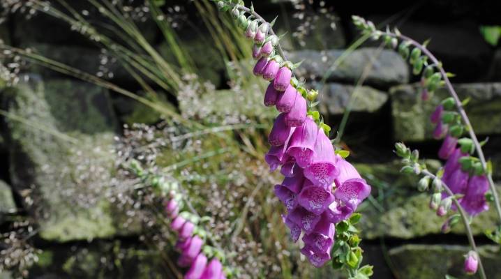 Наперстянка (55 фото): выращивания из семян многолетнего цветка дигиталис. посадка и уход в открытом грунте