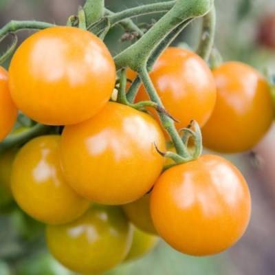 Каменный цветок: полное описание и рекомендации по выращиванию томата
