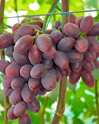 Описание винограда талдун