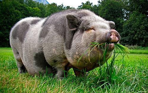 Вьетнамские вислобрюхие свиньи: внешний вид, кормление, опорос,