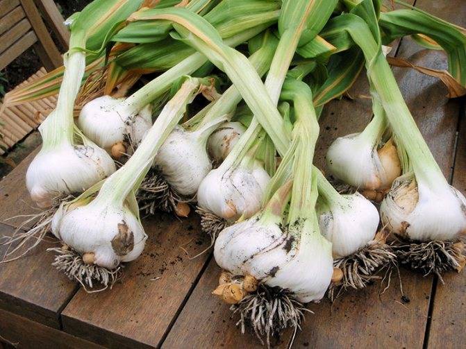Препараты и продукты, содержащие фитоэстрогены: список, польза и вред