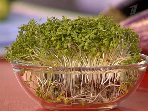Что такое кресс-салат и как его едят: описание, польза и вред для организма, применение