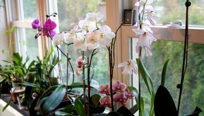 Узнаём, когда надо поливать орхидею после покупки