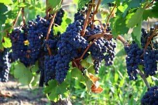 Виноград мерло: что нужно знать о нем, описание сорта, отзывы