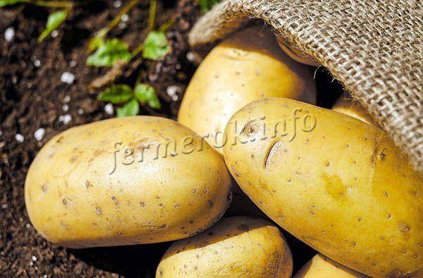 Картофель коломбо: 8 особенностей и 10 советов по выращиванию и хранению