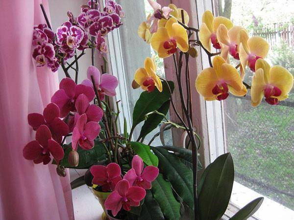 Мини-орхидеи: особенности и советы по уходу