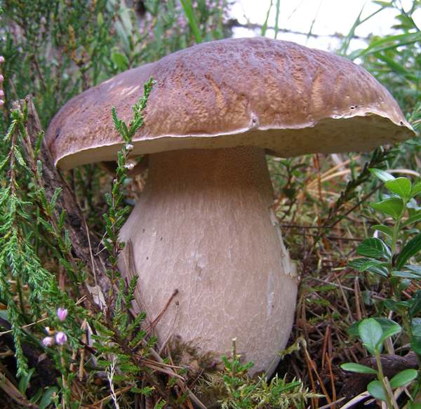 Белый гриб березовый (boletus f. betulicola) | личное пространство