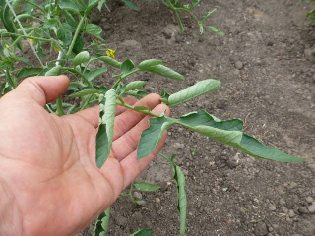 Почему скручиваются листья у рассады томатов и как решить эту проблему