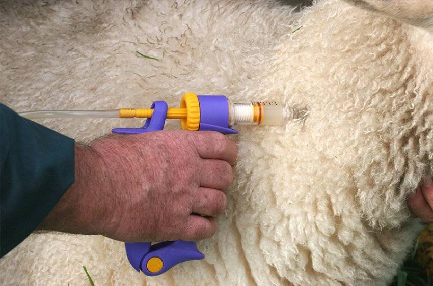 Возбудитель брадзота у овец и признаки заболевания, лечение и профилактика