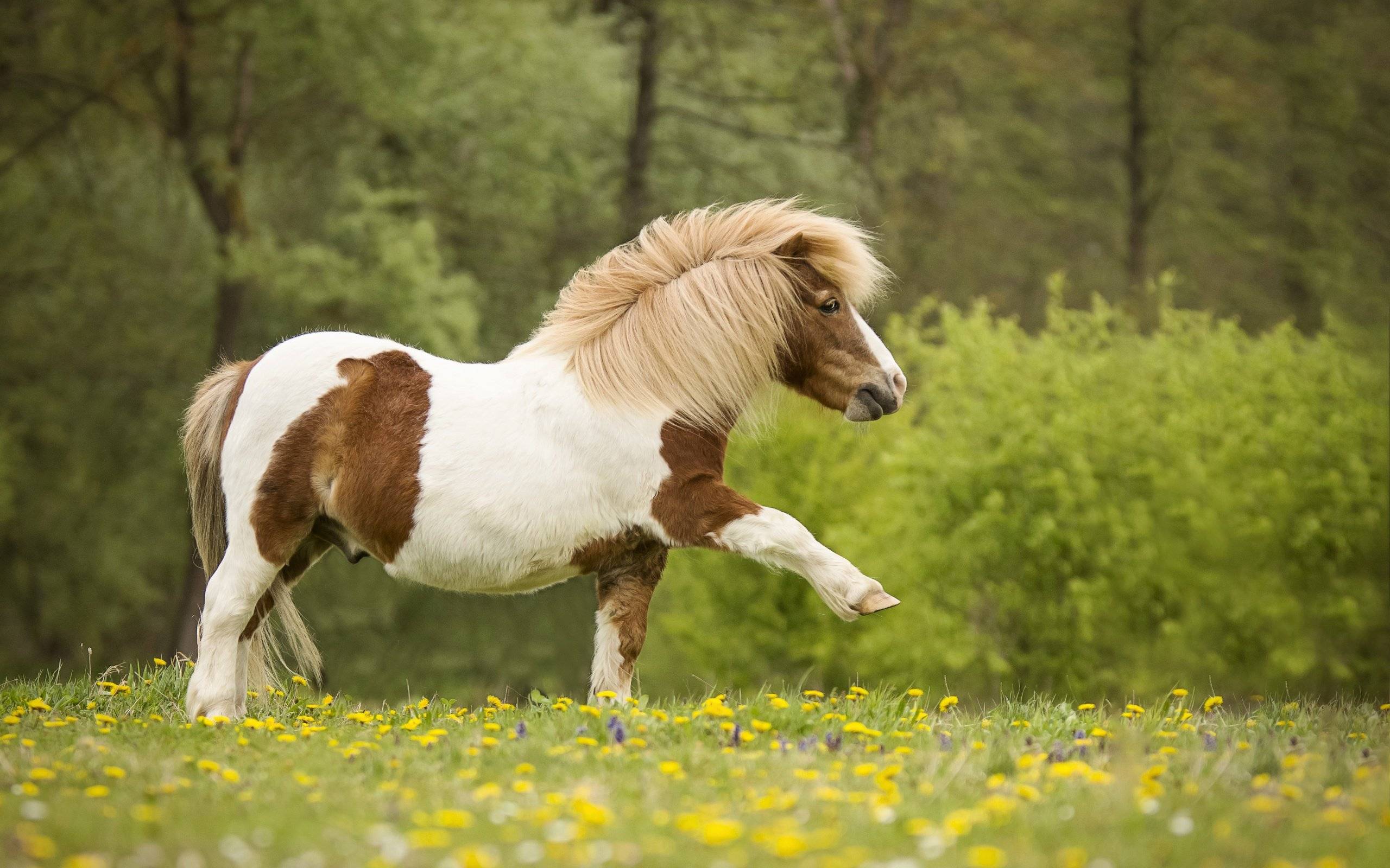 Фелл пони: описание и фото породы | мои лошадки