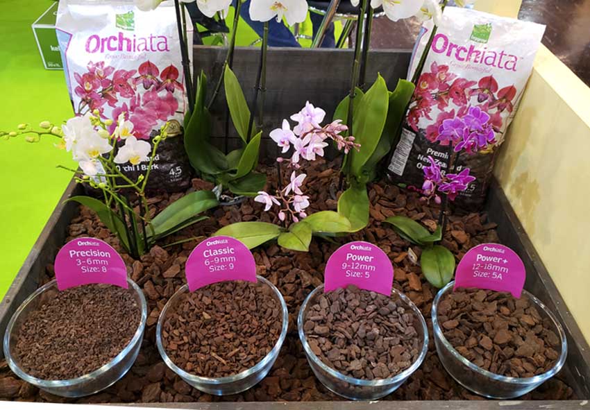 Как спасти орхидею без корней, реанимация в домашних условиях