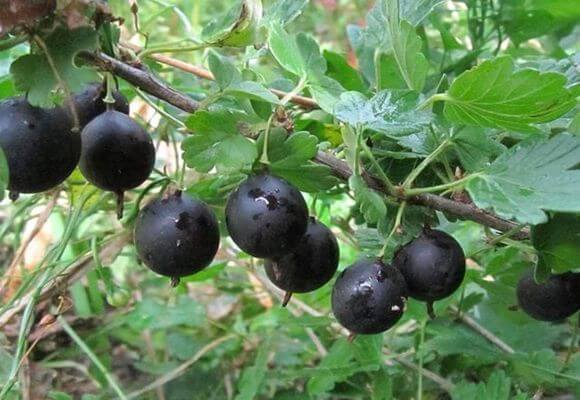 О крыжовнике черный негус: описание и характеристики сорта, уход и выращивание
