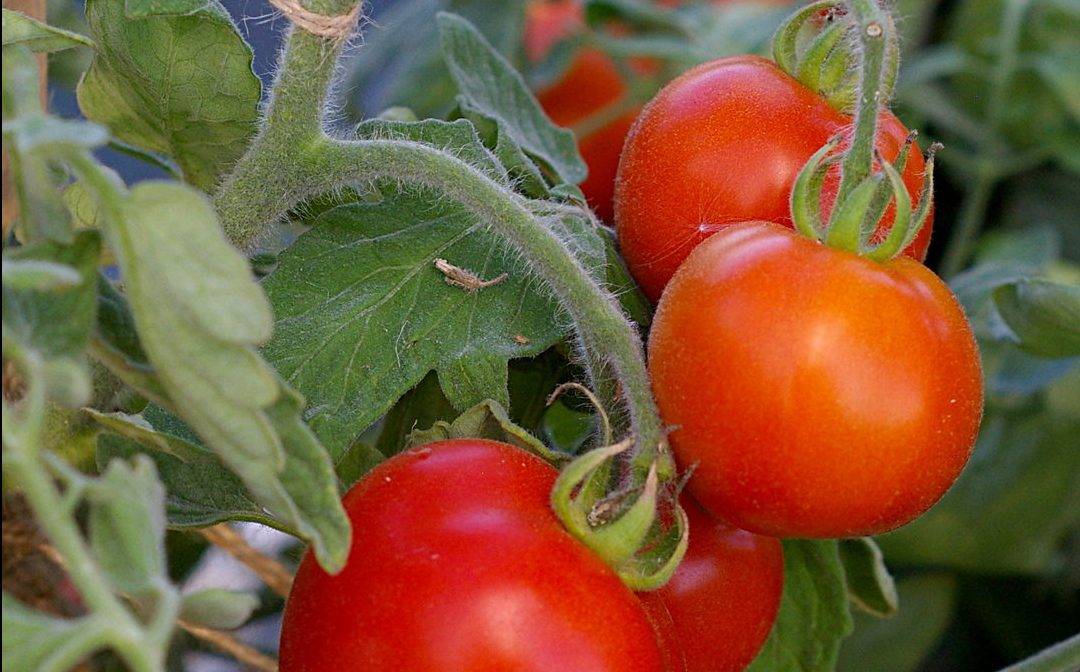 Описание сорта томата белле f1, его характеристики и выращивание - всё про сады