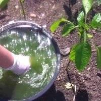 Как часто поливать болгарский перец в открытом грунте
