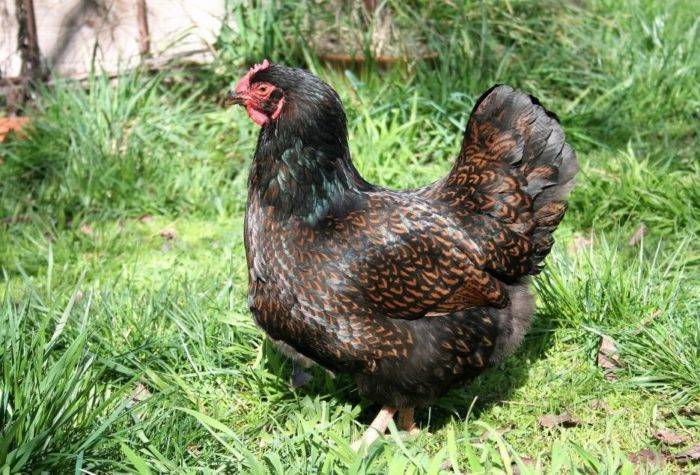 Царскосельская порода кур