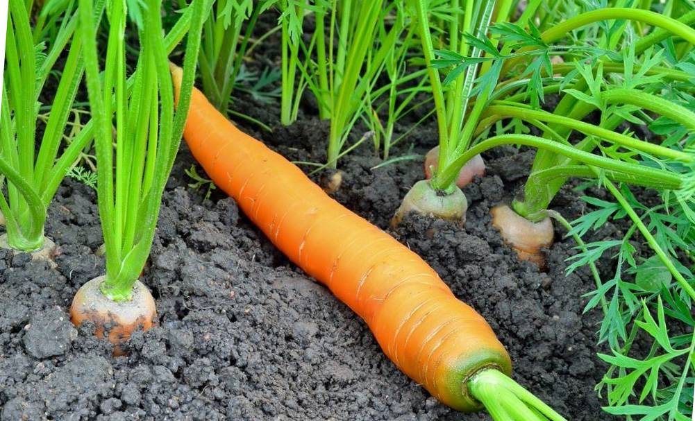 Сорта моркови для сибири: особенности и рекомендации