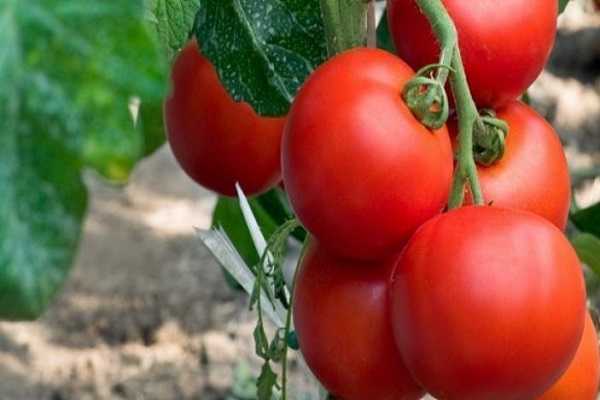 Каковы особенности томатов сорта никола