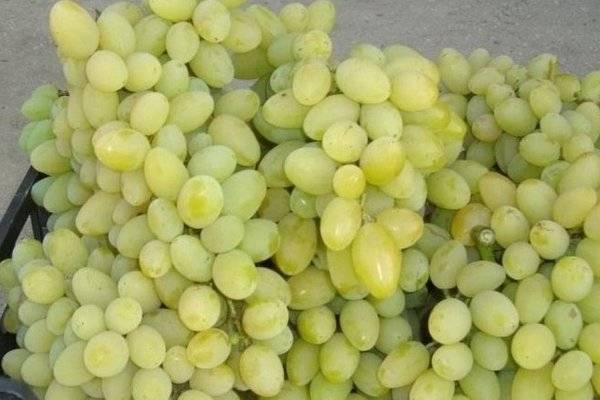 Виноград плевен: особенности вида и 6 правил выращивания