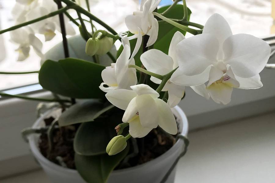 Орхидея фаленопсис: уход в домашних условиях после магазина