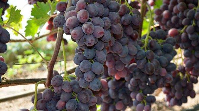 Виноград заря несветая - мир винограда - сайт для виноградарей и виноделов