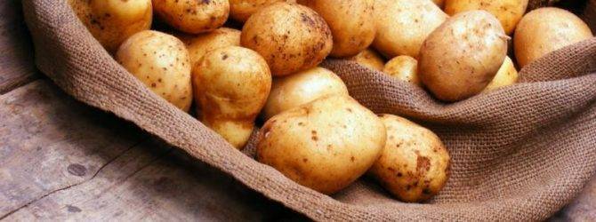 Описание сорта картофеля метеор, особенности выращивания и ухода