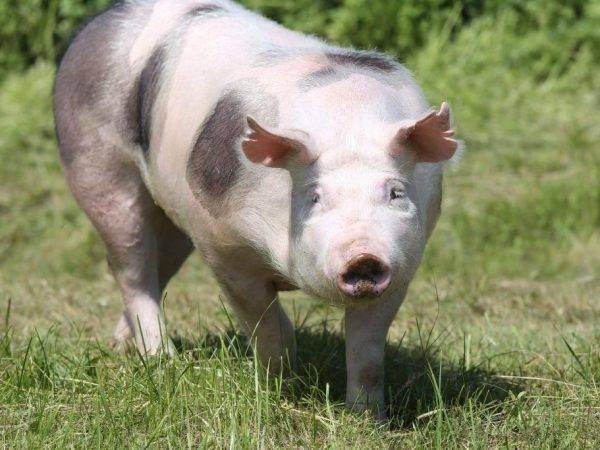 Сальные породы свиней: описание, фото, характеристики