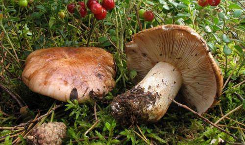 Сколько варить грибы в кастрюле, пароварке и мультиварке