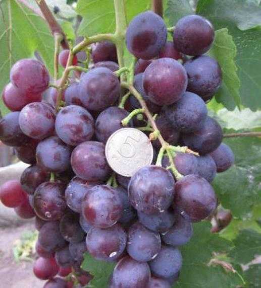 Гибридная форма столового винограда заря несветая — посадка и уход