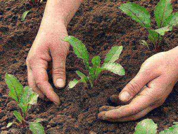 Как правильно выращивать свеклу в открытом грунте из семян