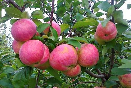 О яблоне братчуд: описание сорта, характеристики, агротехника, выращивание