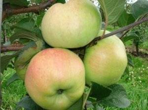 О яблоне заветное: описание и характеристики сорта, посадка и уход