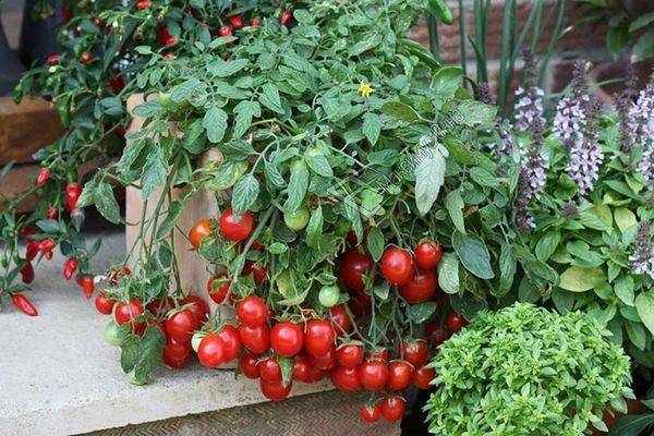 Как вырастить помидоры на балконе в  домашних условиях из семян фото видео