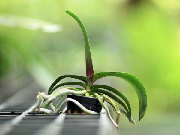 Интересные факты: почему сохнут бутоны у орхидеи фаленопсис
