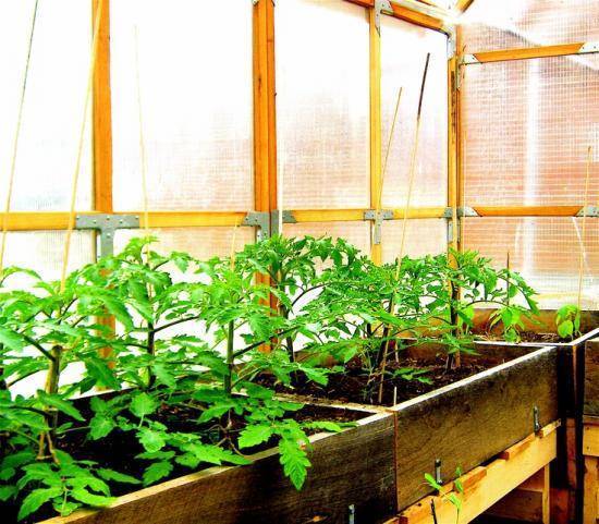 Как вырастить помидоры в теплице из поликарбоната