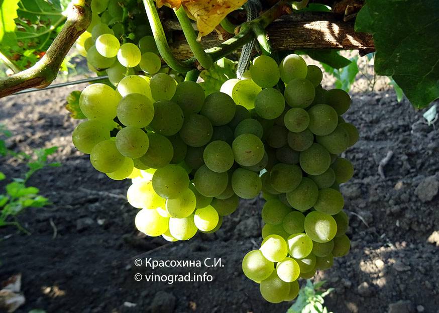 Сорт бианка – сайт о винограде и вине