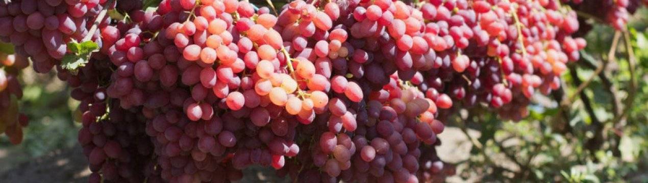 Описание и характеристика винограда сорта румба, технология выращивания