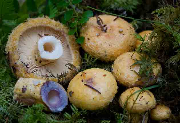 Груздь желтый: описание гриба, где растет, как готовить