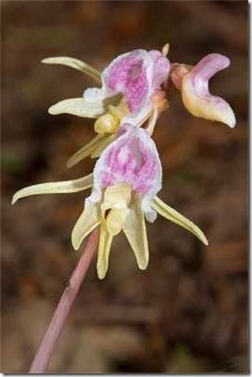 Редкие орхидеи: описание и фото 11 сортов, которые можно выращивать дома