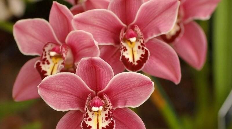 Орхидеи любят свет или тень