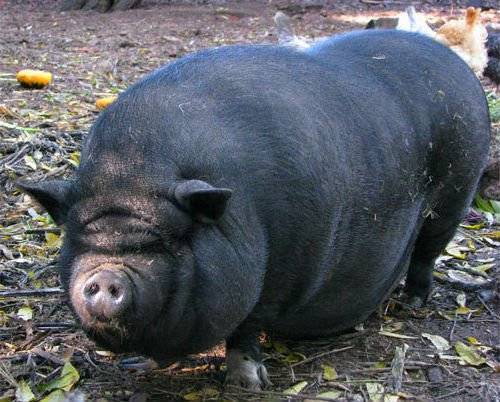 Вьетнамская свинья. описание, особенности, виды и разведение вьетнамских свиней | живность.ру